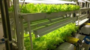 FPT and Fujitsu launch smart agriculture project in Vietnam